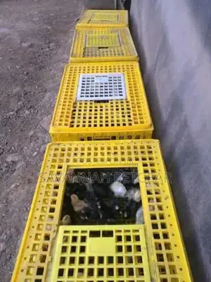 Live Chicken Transport Crates - Xl Size