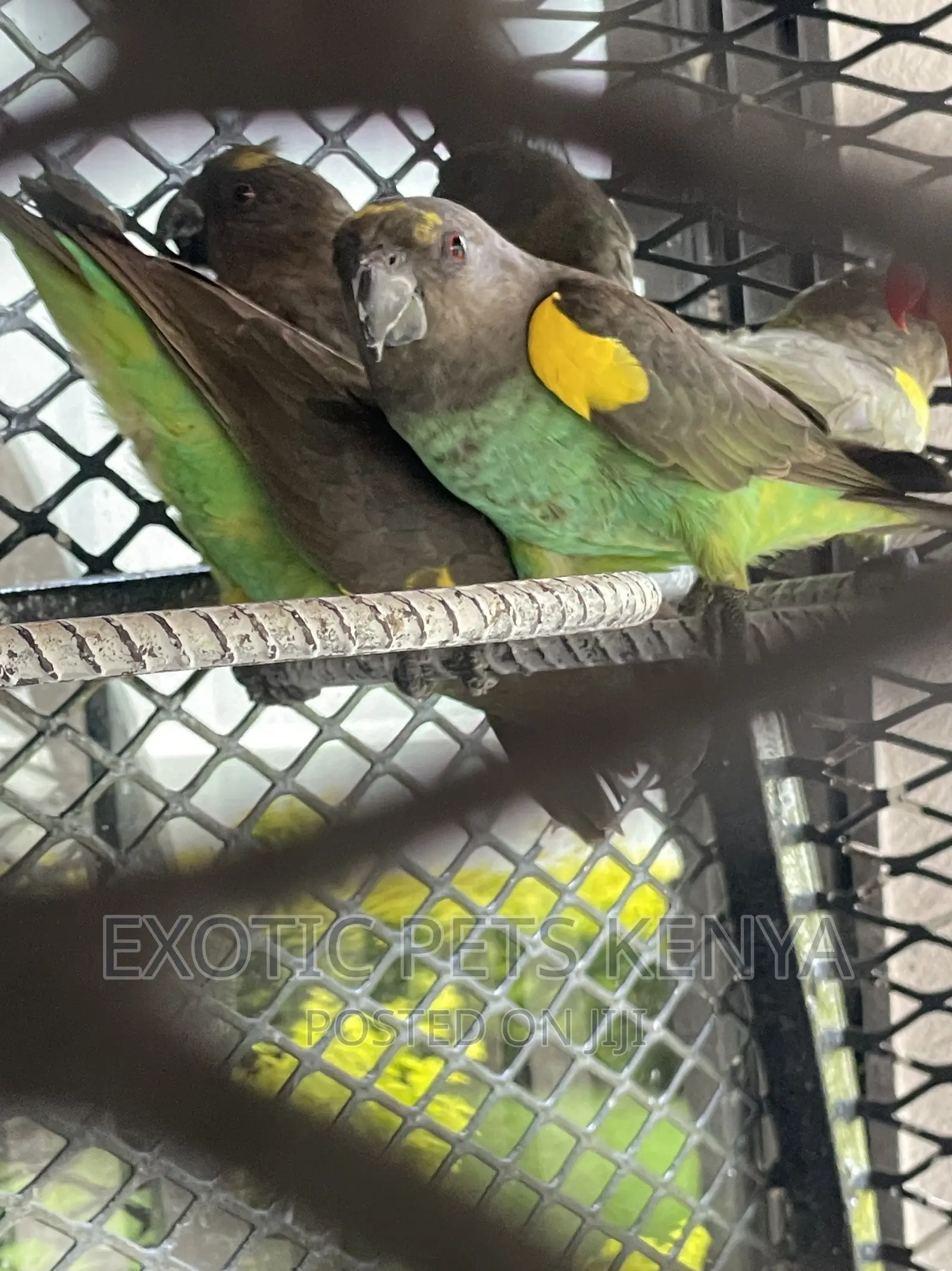 Meyers Parrots