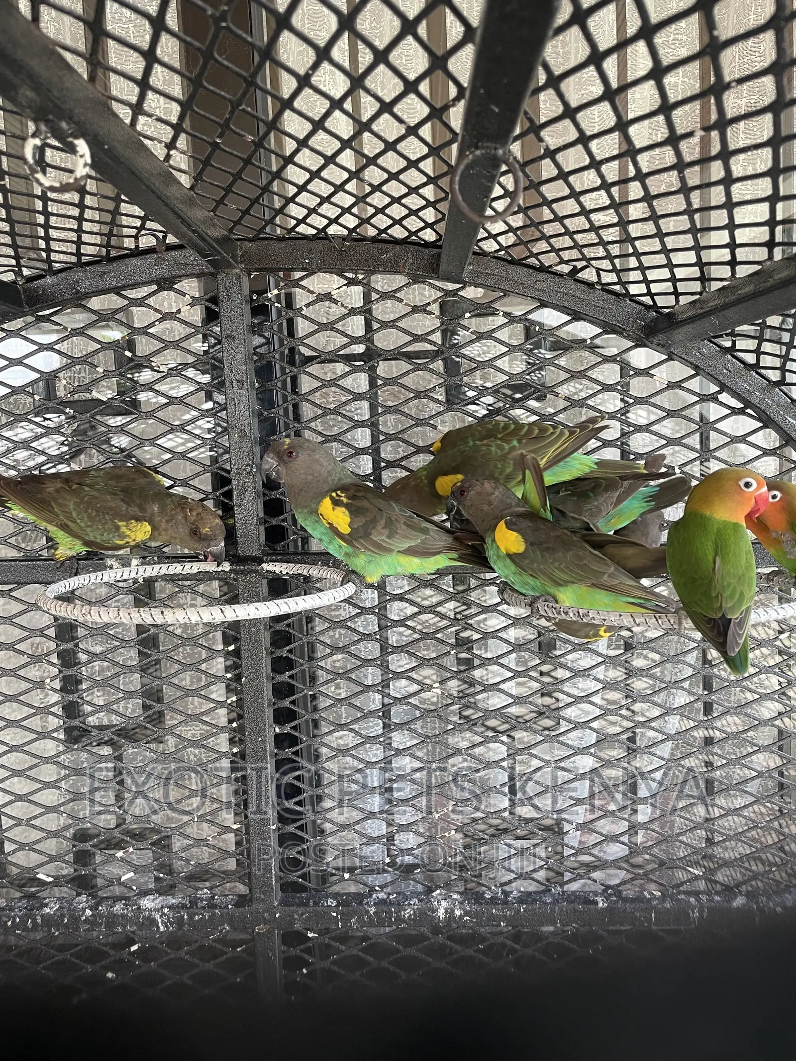 Meyers Parrots