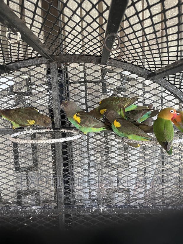 Meyers Parrots - thumbnail 5