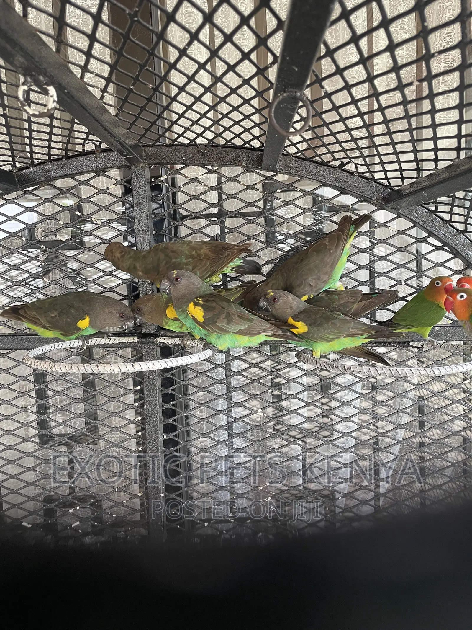 Meyers Parrots
