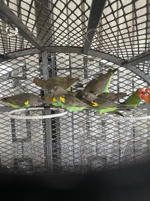 Meyers Parrots