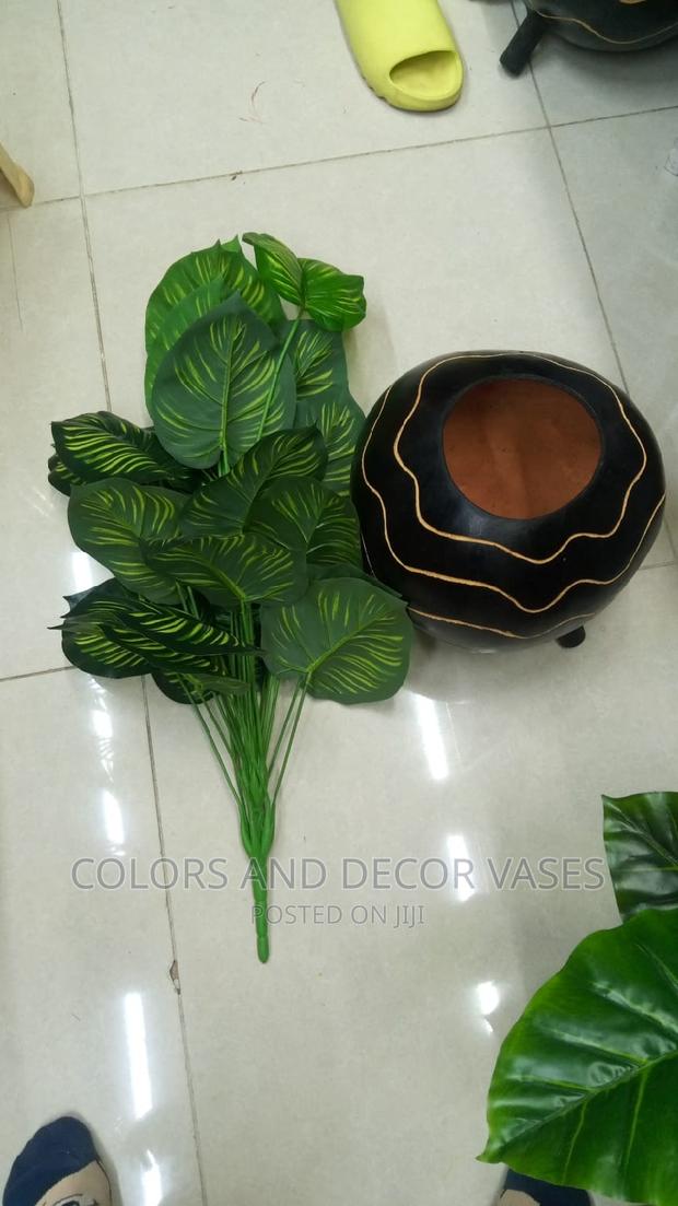Calabash and Plant Offer Price