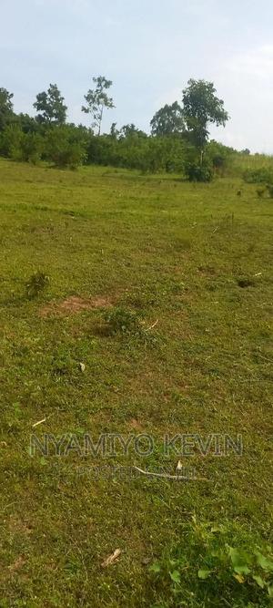 Sega Ugambe - thumbnail 2