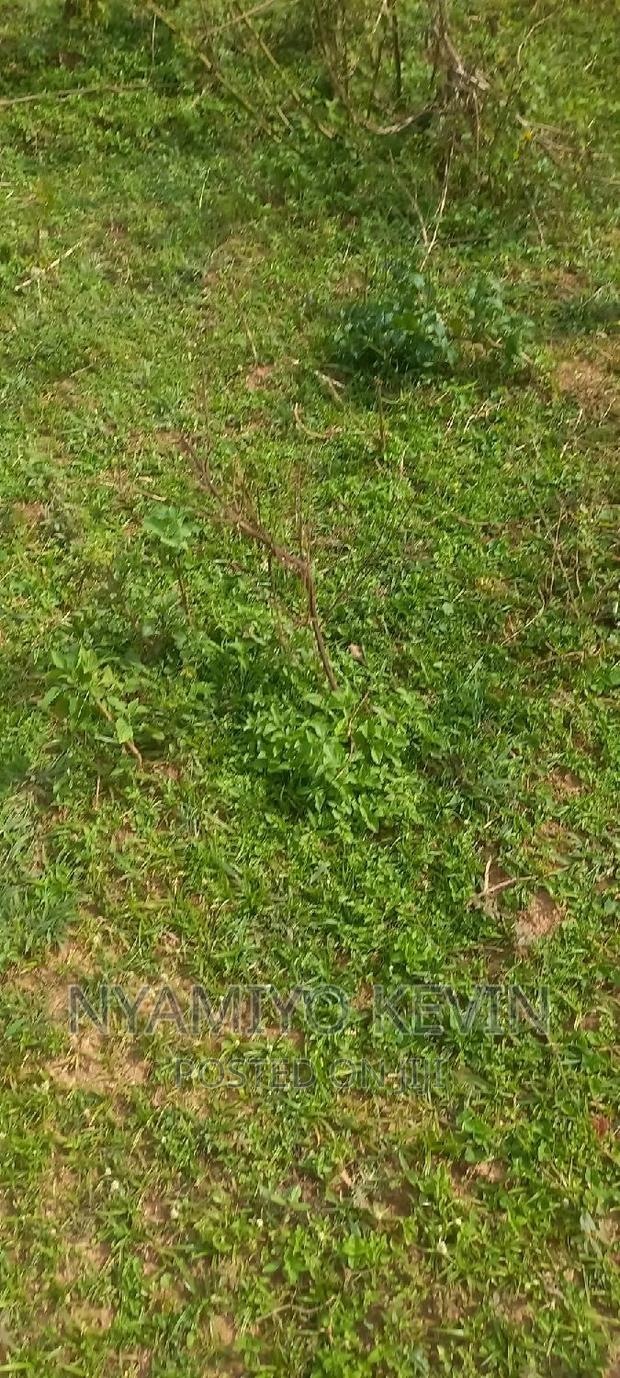 Sega Ugambe - thumbnail 3