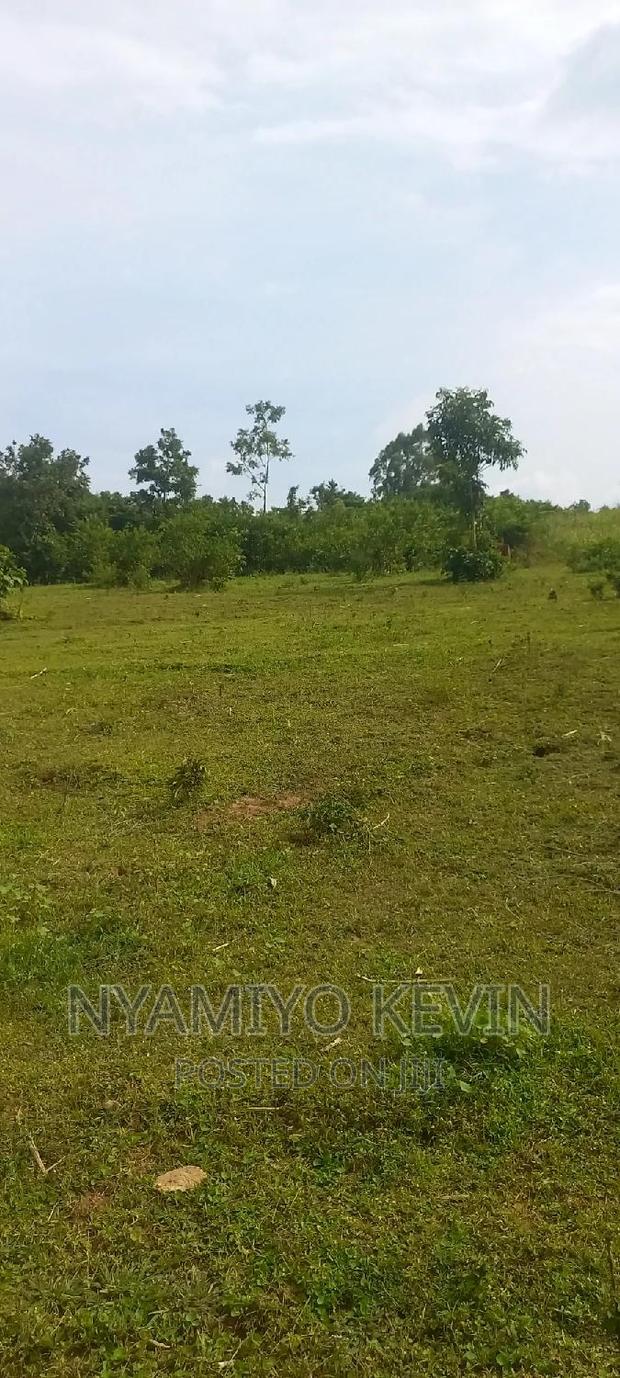 Sega Ugambe - thumbnail 4