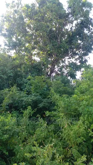 2 Acres in Galu Kinondo Beach on 2nd Beach Row