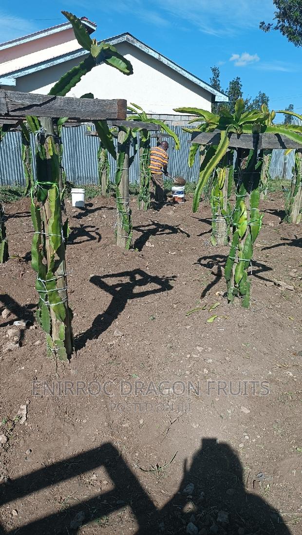 Moroccan Red Dragon Fruits Cuttings - thumbnail 16