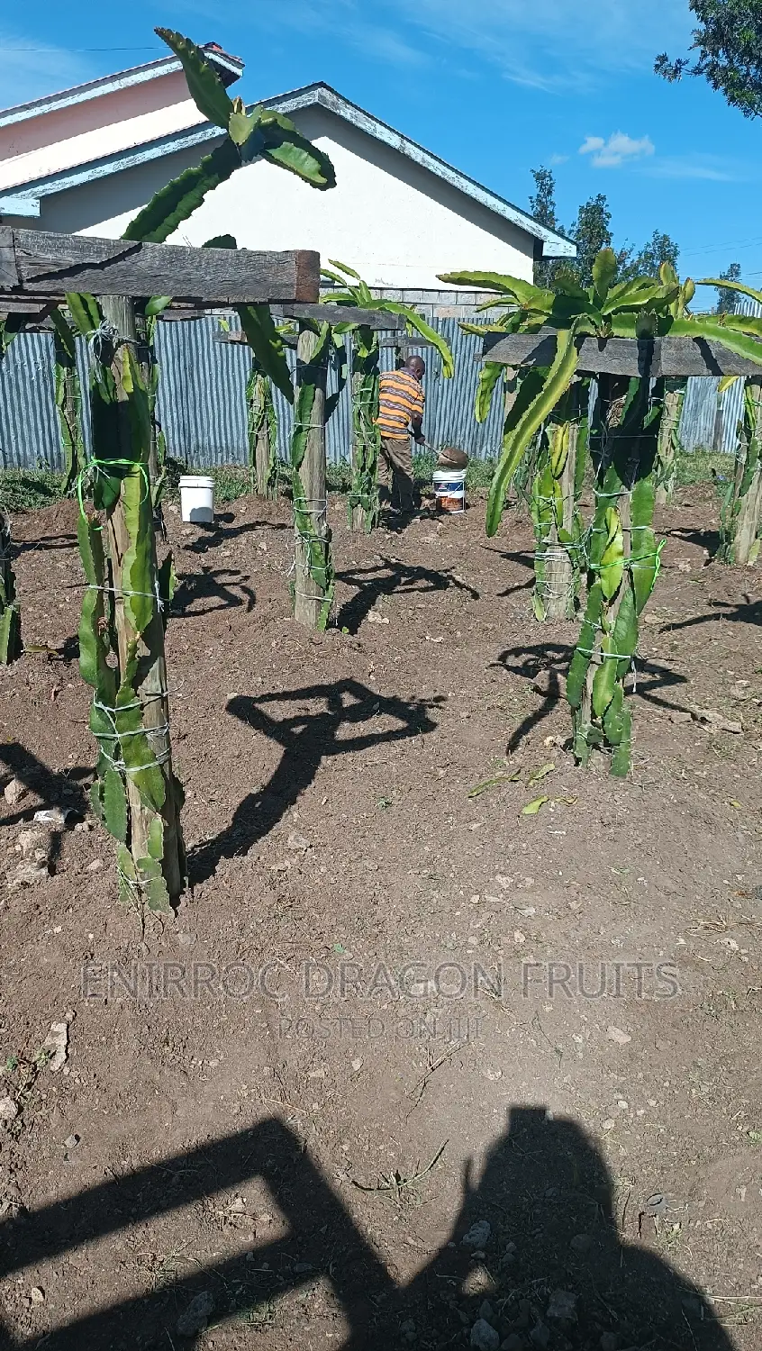 Moroccan Red Dragon Fruits Cuttings