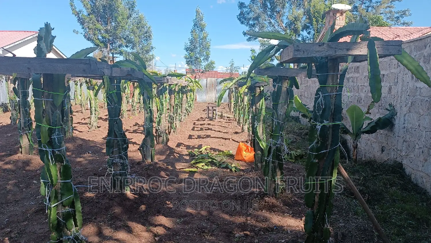 Moroccan Red Dragon Fruits Cuttings