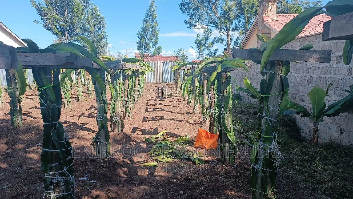 Moroccan Red Dragon Fruits Cuttings