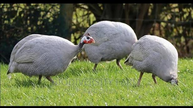 Exotic /Unique Poultry, Fresh and Fertilized Eggs - main view