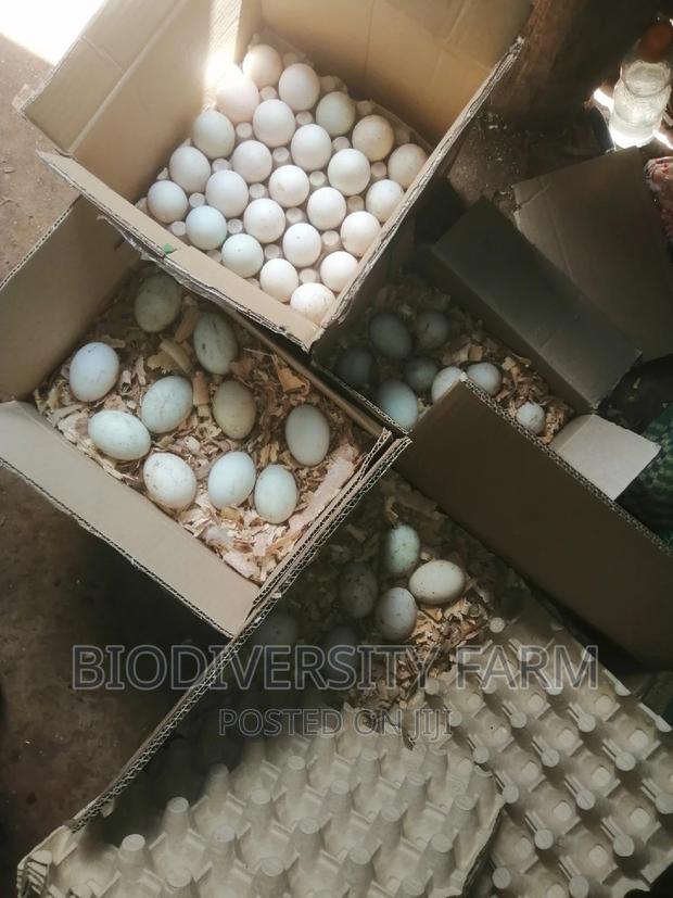 Exotic /Unique Poultry, Fresh and Fertilized Eggs - thumbnail 3