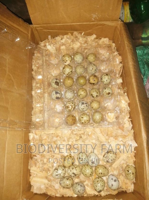 Exotic /Unique Poultry, Fresh and Fertilized Eggs - thumbnail 4