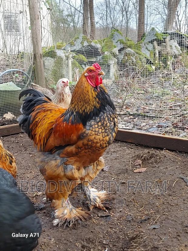 Exotic /Unique Poultry, Fresh and Fertilized Eggs - thumbnail 5