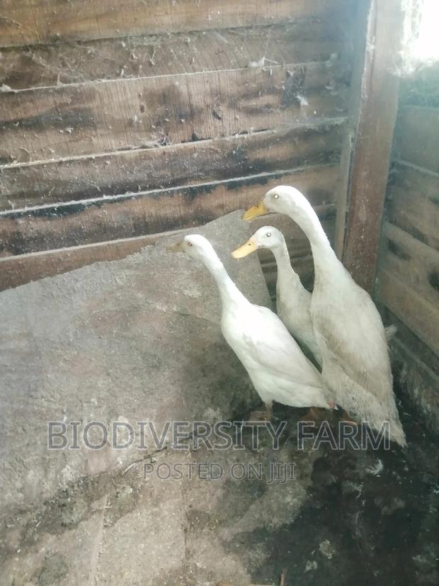 Exotic /Unique Poultry, Fresh and Fertilized Eggs - thumbnail 6