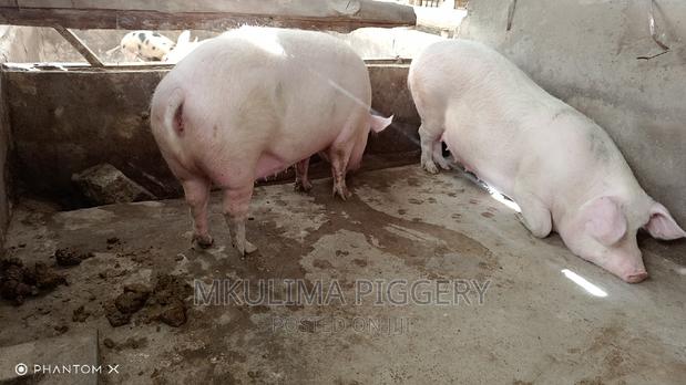 1st Timers N 2timers Pregnant Pigs