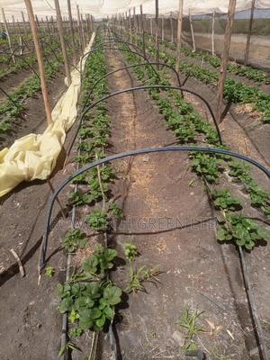 Giant Strawberries Seedlings - thumbnail 2