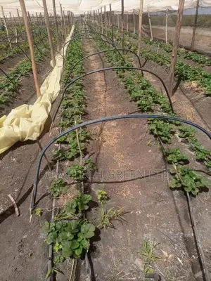 Giant Strawberries Seedlings