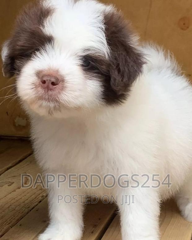 1-3 months Female Purebred Havanese
