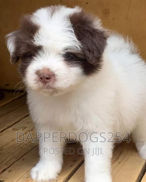 1-3 months Female Purebred Havanese - thumbnail 3