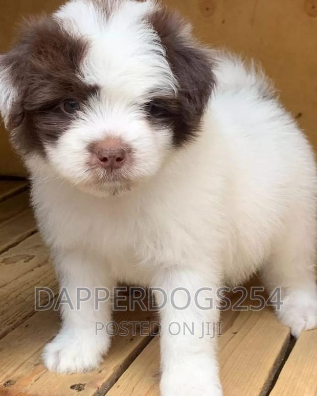 1-3 months Female Purebred Havanese - thumbnail 2