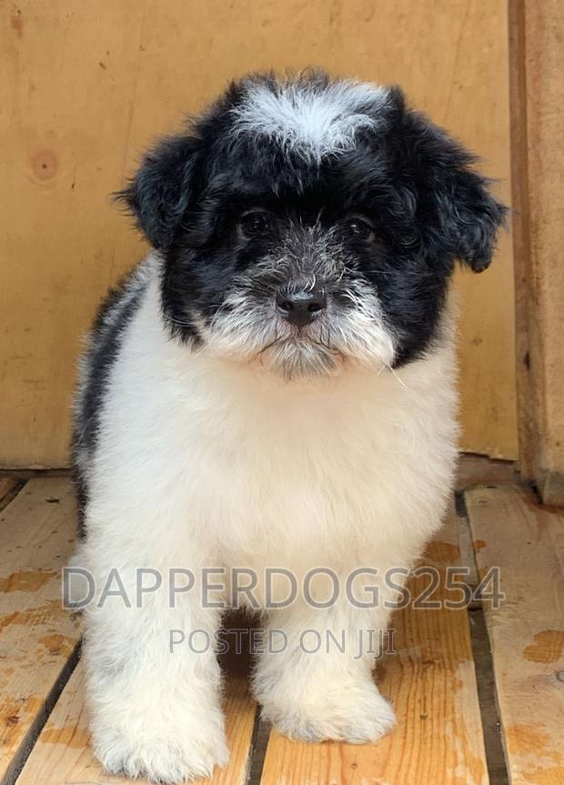 1-3 months Male Purebred Havanese - thumbnail 2