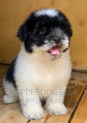 1-3 months Male Purebred Havanese