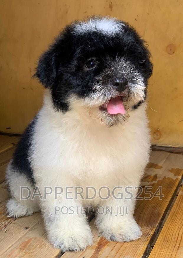 1-3 months Male Purebred Havanese - main view
