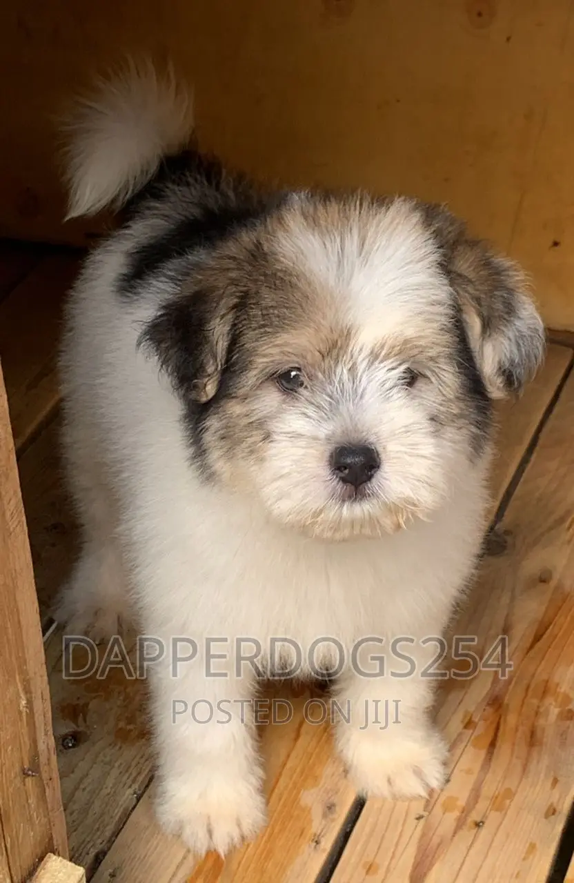 1-3 months Male Purebred Havanese