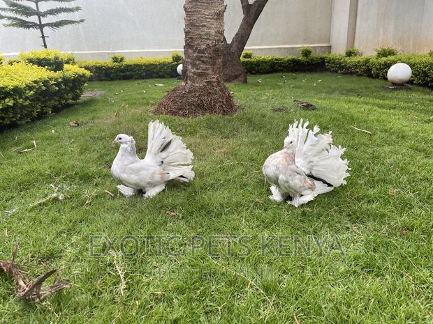 Top Quality Indian Fantails - thumbnail 2