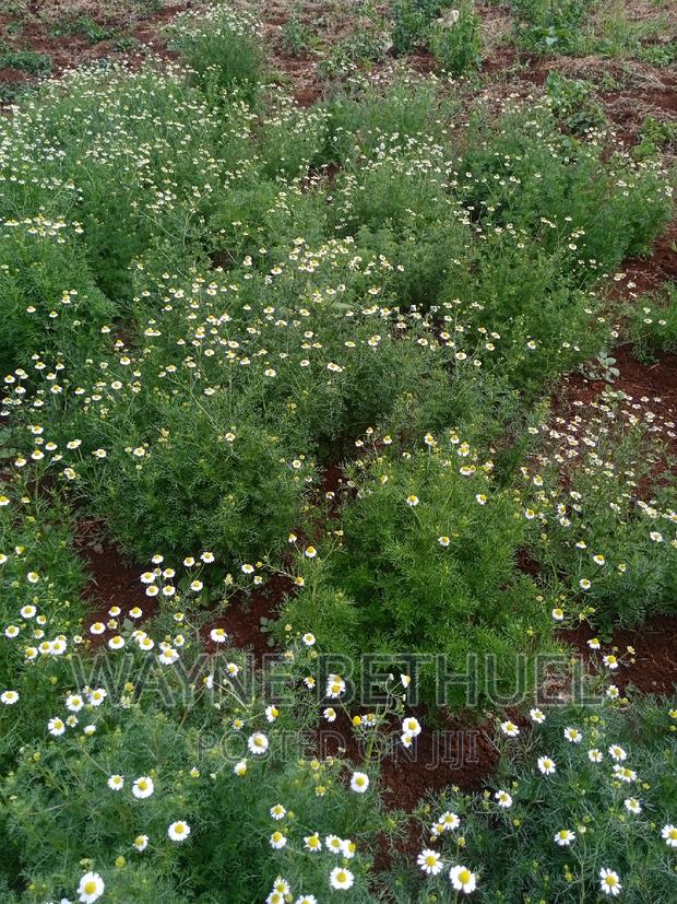 Chamomile Seedlings - main view