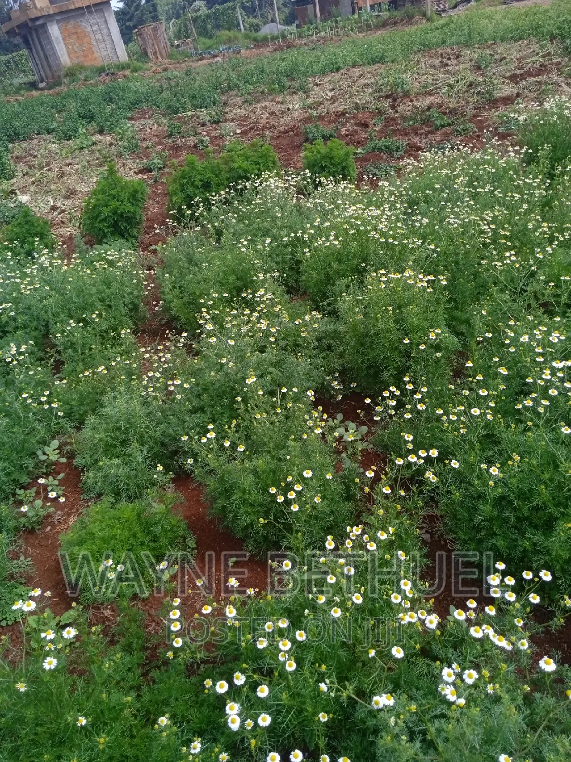 Chamomile Seedlings