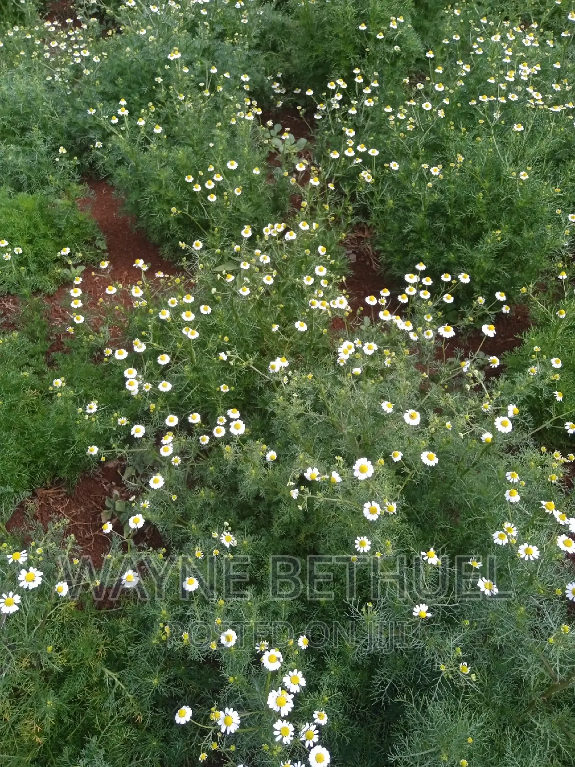 Chamomile Seedlings