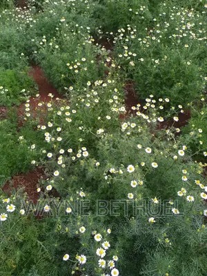 Chamomile Seedlings