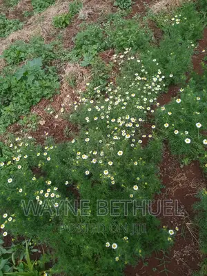Chamomile Seedlings