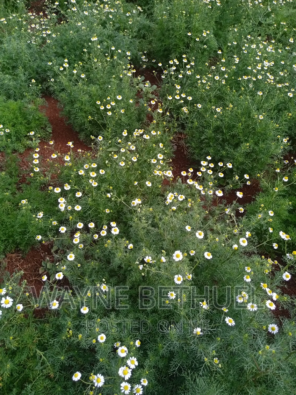 Chamomile Seedlings
