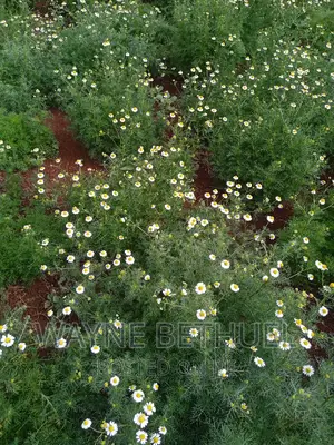 Chamomile Seedlings