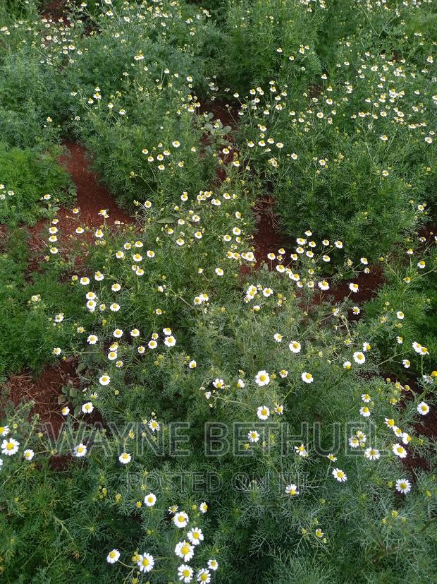 Chamomile Seedlings - thumbnail 6
