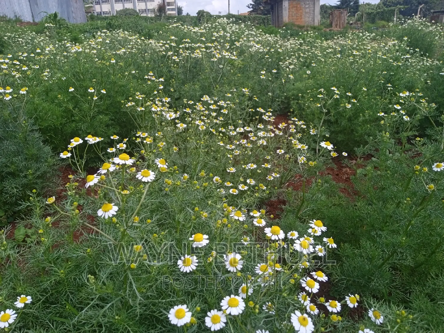 Chamomile Seedlings