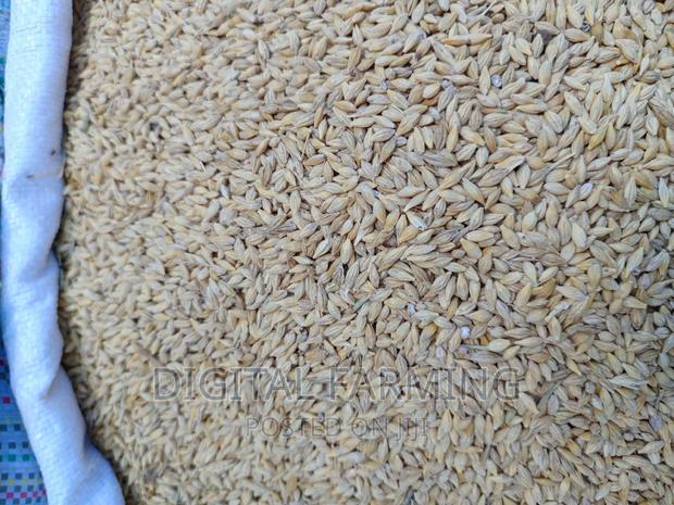 Barley Seeds - main view