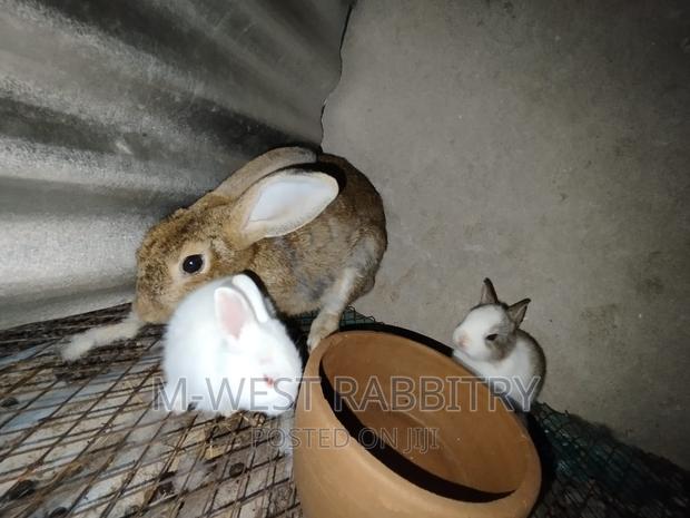 M-West Rabbitry - thumbnail 9