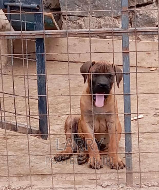 1-3 months Male Purebred Boerboel - main view