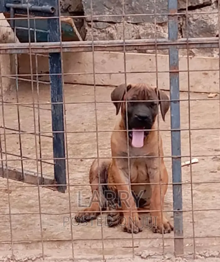 1-3 months Male Purebred Boerboel