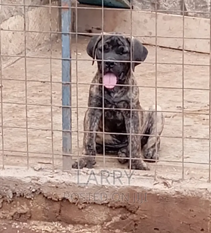1-3 months Male Purebred Boerboel