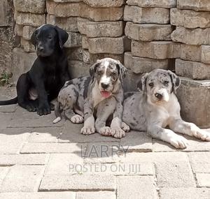 1-3 months Male Purebred Great Dane - thumbnail 2