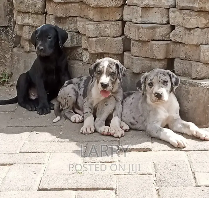 1-3 months Male Purebred Great Dane
