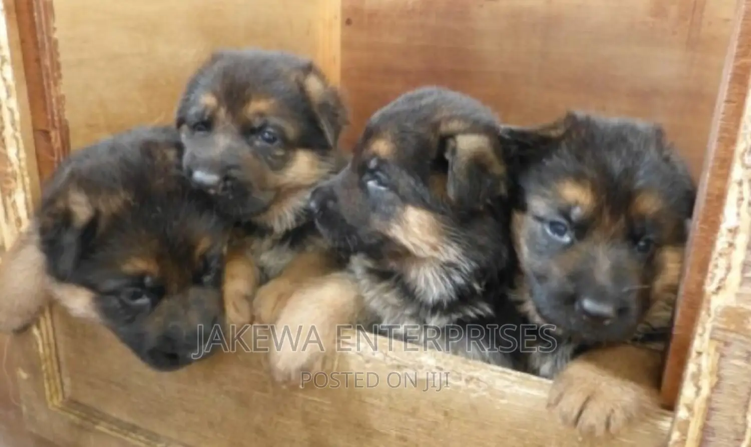 1-3 months Male Purebred German Shepherd