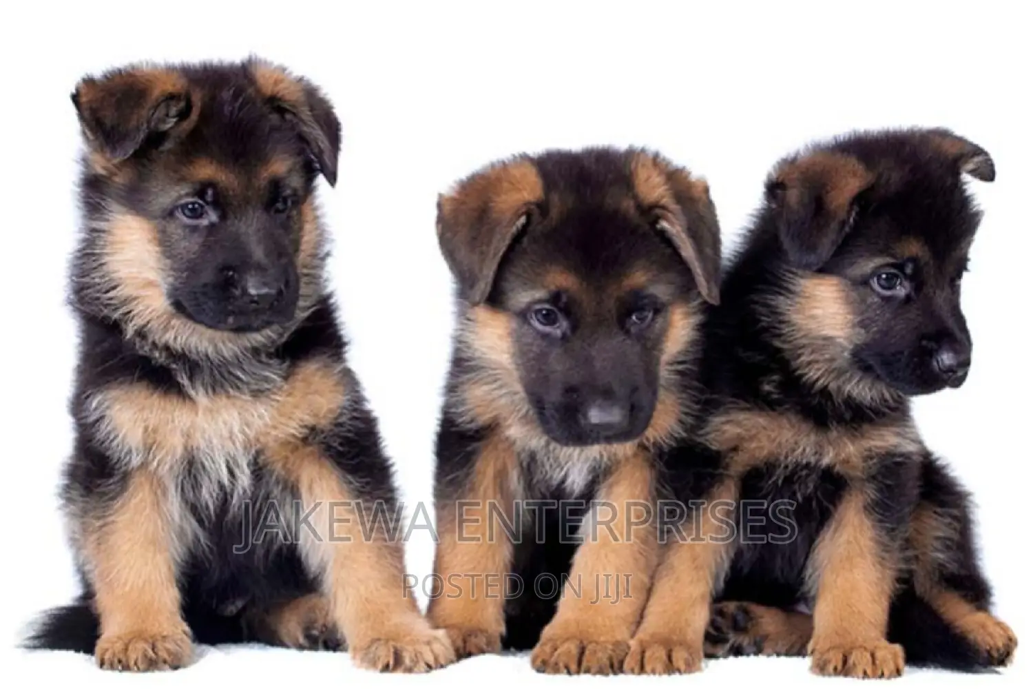 1-3 months Female Purebred German Shepherd