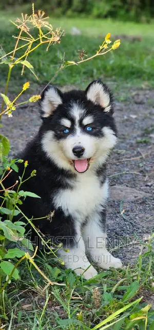 1-3 months Male Purebred Siberian Husky